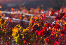 Vergleich von Rioja und Ribera del Duero Weinen