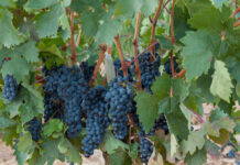 Ribera del Duero Ribera del Duero Traubensorte Tempranillo