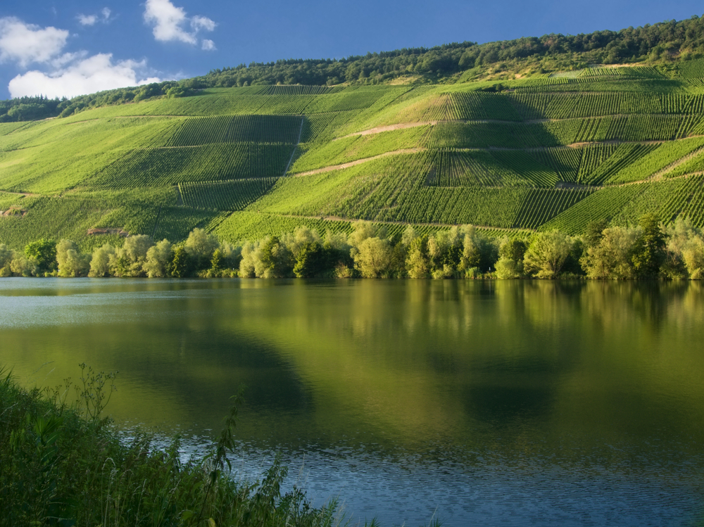 Drainage Weinberge über dem Moselfluss