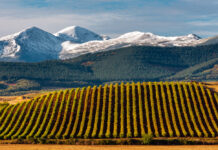 Rioja Weinberge mit dem San Lorenzo-Berg als Hintergrund, La Rioja, Spanien