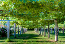 Albariño Albariño Weinanbau in Galicia
