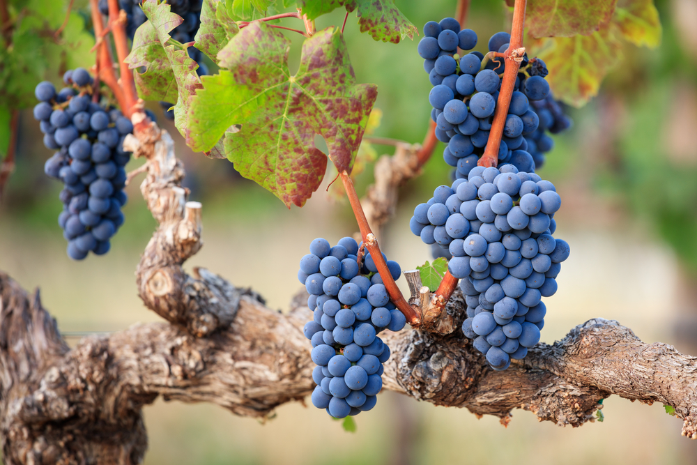 Cabernet Franc Trauben