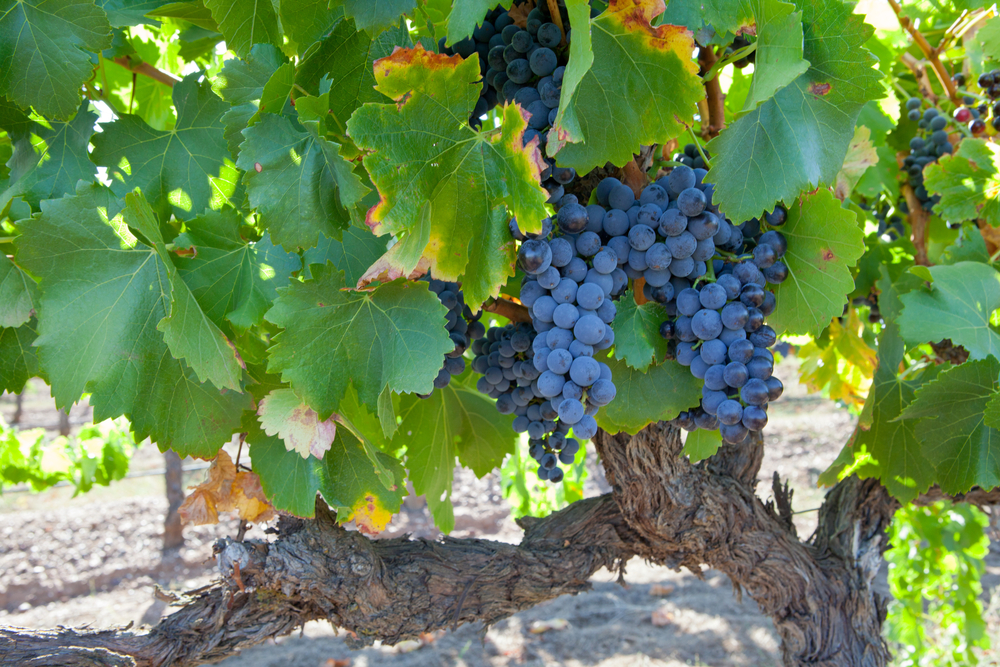 Reife Shiraz Trauben