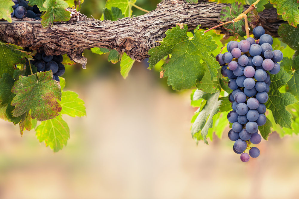 Sheraz Rind Syrah / Shiraz: Unterschied von Syrah und Shiraz