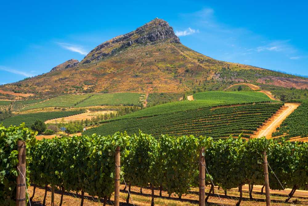 Südafrikanische Weinberge Stellenbosch
