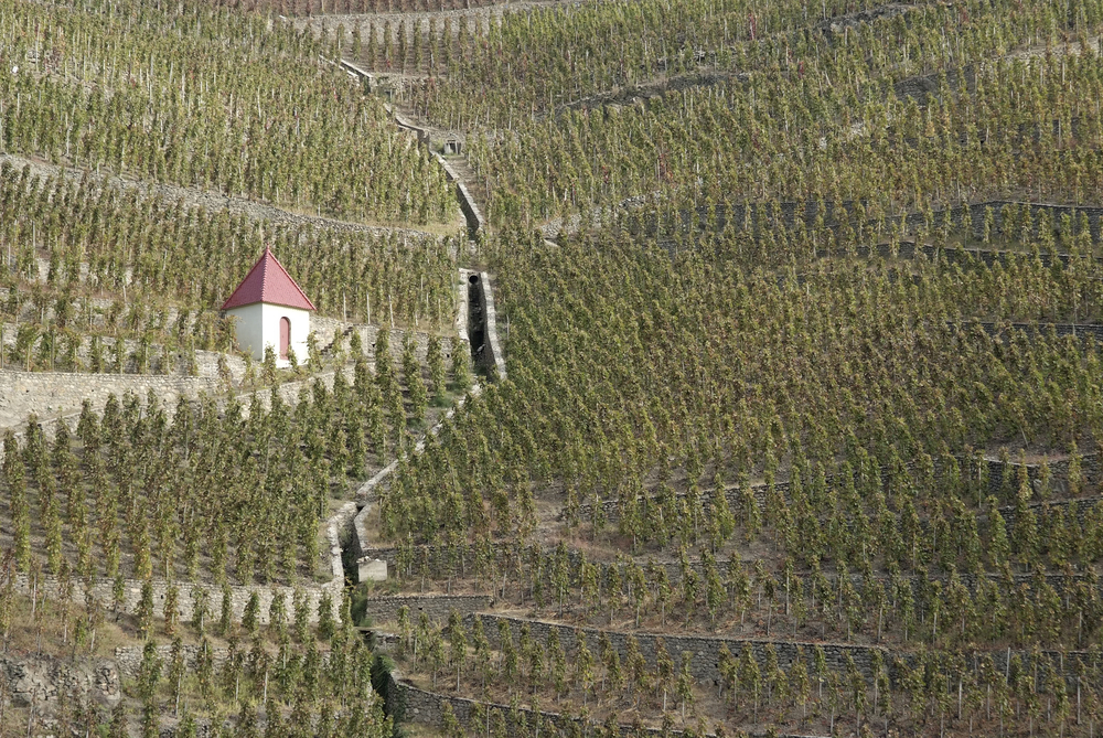 Rebberg Rhone