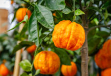 Geschmack – Bitter Bitter Geschmack