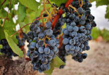 Monastrell (Mourvèdre) Monastrell Trauben in Jumilla