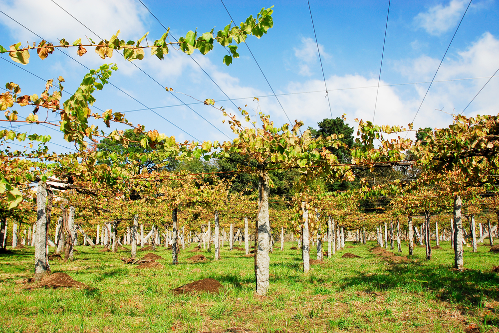 Weinbau in Galicien Pergola Erziehungssystem