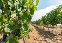 Treixadura Treixadura Weisswein Trauben, Reben