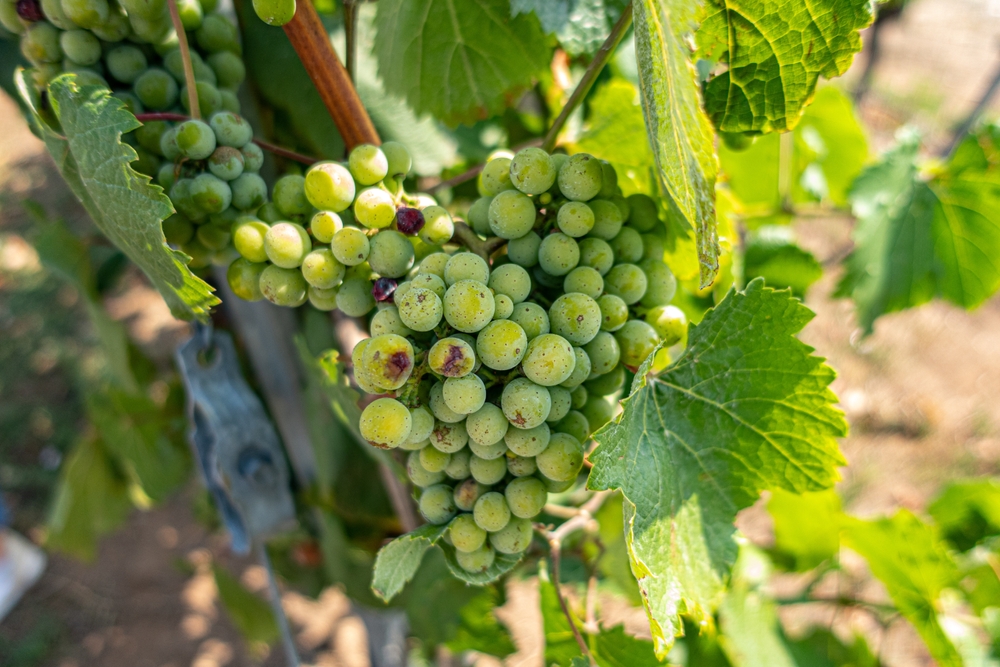 Treixadura Traubensorte, Wein