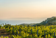 Weine mit salzigen Noten Terroir Einfluss des Meeres auf den Wein