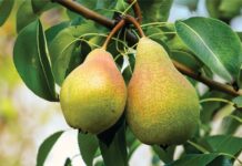 Birnenaroma Birne Aroma im Wein