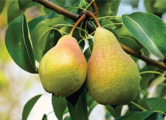 Birnenaroma Birne Aroma im Wein