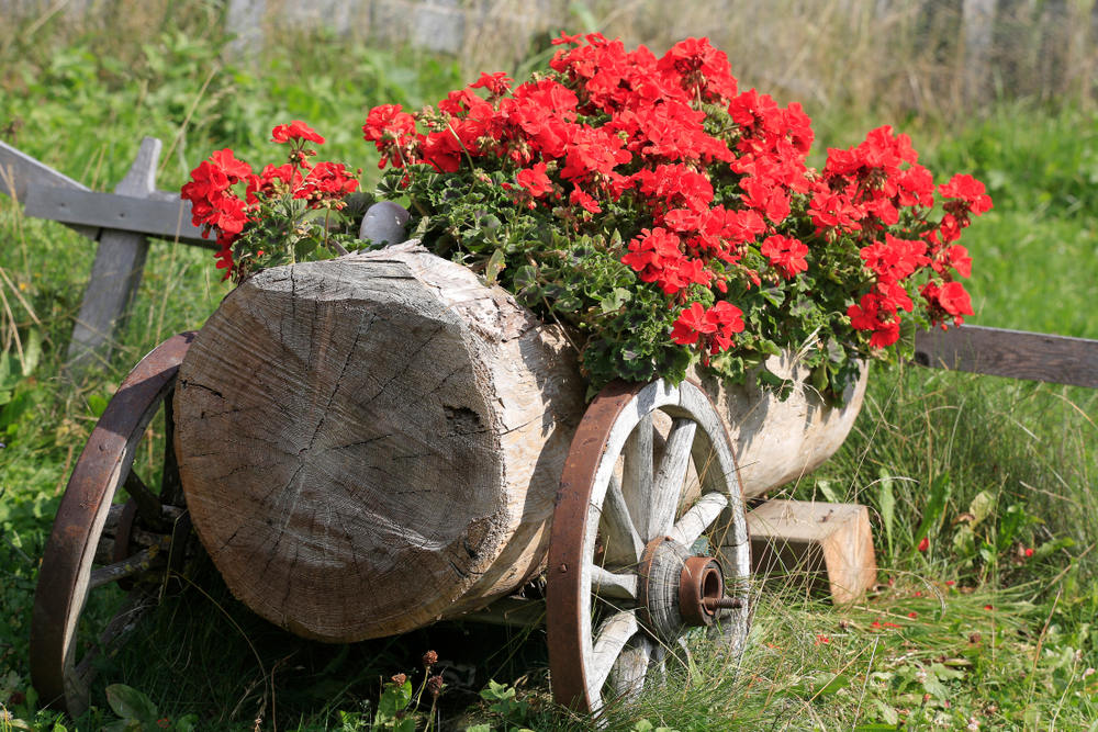 Geranie Geschmack im Wein