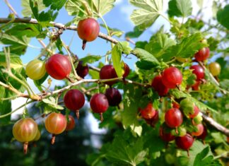 Stachelbeere stachelbeere Aroma im Wein