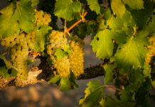 Viognier Reife Viognier Trauben im Sonnenlicht