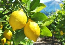 Zitrone Reife Zitrone am Baum