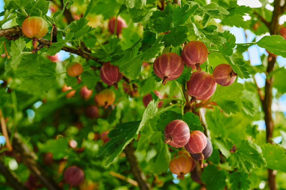Stachelbeere Weinaroma